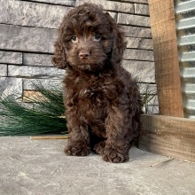 Cockapoo Puppy Jayna