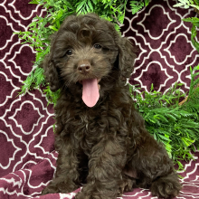 Cockapoo Puppy Jayna