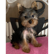 Yorkshire Terrier Puppy Brutos