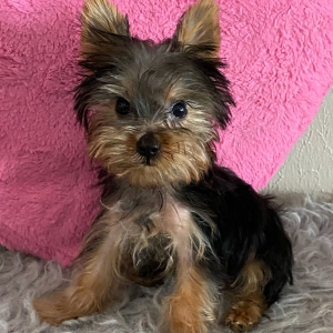 Yorkshire Terrier Puppy Brutos