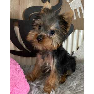 Yorkshire Terrier Puppy Brutos