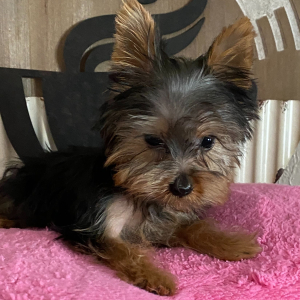 Yorkshire Terrier Puppy Brutos