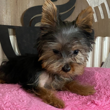 Yorkshire Terrier Puppy Brutos