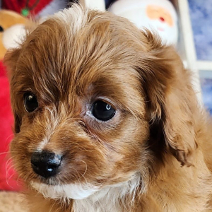 Cavapoo Puppy Lucas