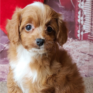 Cavapoo Puppy Lucas