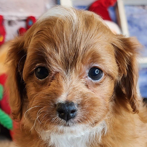 Cavapoo Puppy Lucas