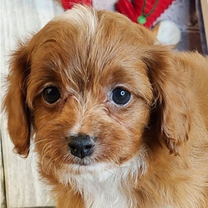 Cavapoo Puppy Lucas