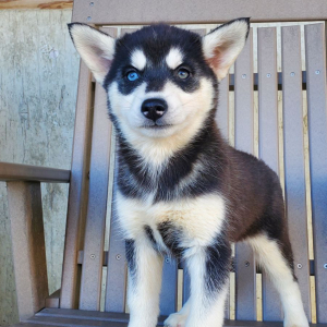 Siberian Husky Puppy Faith