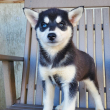 Siberian Husky Puppy Faith