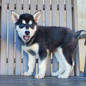 Siberian Husky Puppy Faith