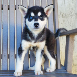 Siberian Husky Puppy Faith