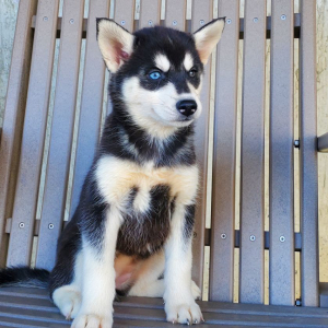 Siberian Husky Puppy Faith