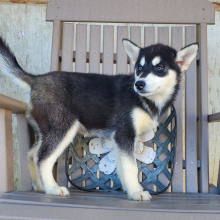 Siberian Husky Puppy Faith