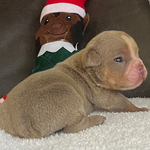 Bulldog Puppy Tony T