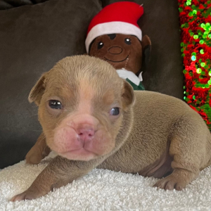 Bulldog Puppy Tony T