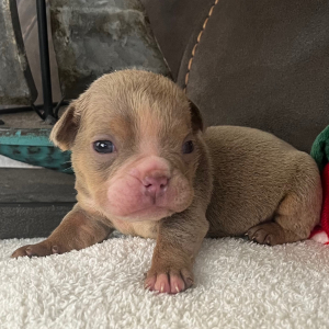 Bulldog Puppy Tony T
