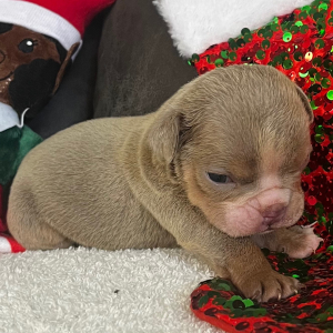 Bulldog Puppy Tony T