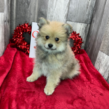 Pomeranian Puppy Dominic