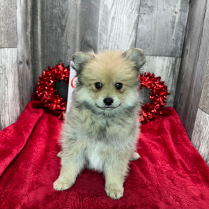 Pomeranian Puppy Dominic
