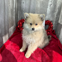 Pomeranian Puppy Dominic