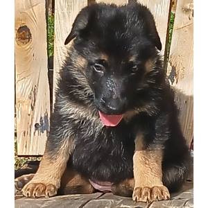 German Shepherd Dog Puppy Cherrio
