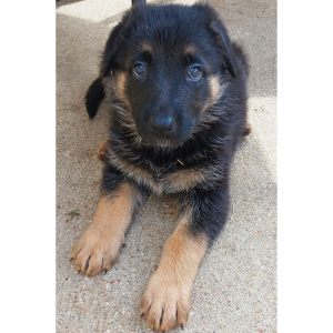 German Shepherd Dog Puppy Cherrio