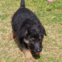 German Shepherd Dog Puppy Cherrio