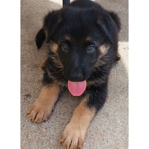 German Shepherd Dog Puppy Cherrio