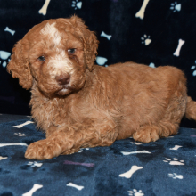 Poodle Puppy Eric