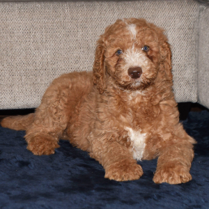Poodle Puppy Eric