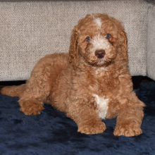 Poodle Puppy Eric