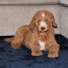 Poodle Puppy Eric