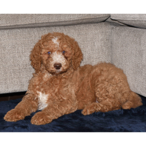 Poodle Puppy Eric