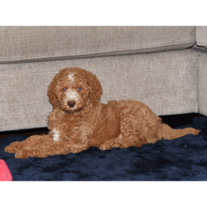 Poodle Puppy Eric