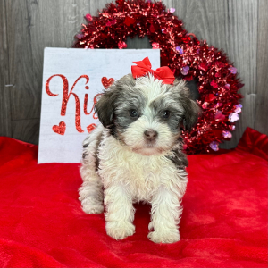 Havanese Puppy Kiwi