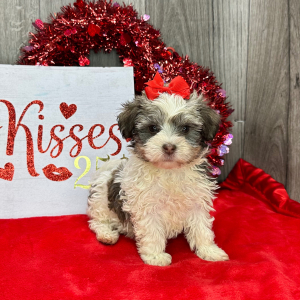 Havanese Puppy Kiwi