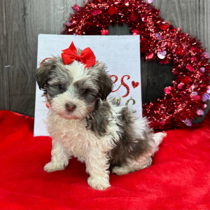Havanese Puppy Kiwi