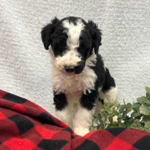 Bernedoodle Puppy Tinsel
