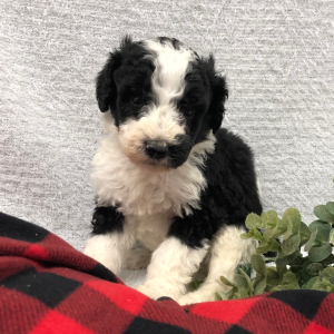 Bernedoodle Puppy Tinsel