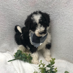 Bernedoodle Puppy Tinsel