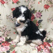 Bernedoodle Puppy Tinsel