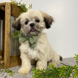 Shih Tzu Puppy Spencer