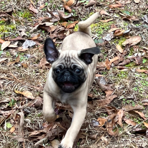 Pug Puppy Omar