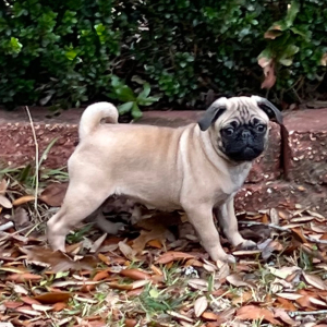 Pug Puppy Omar