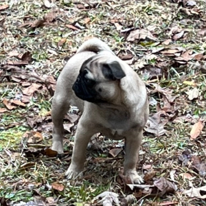 Pug Puppy Omar
