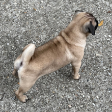 Pug Puppy Omar