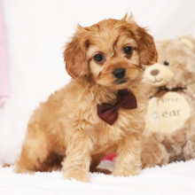 Cavapoo Puppy Knox