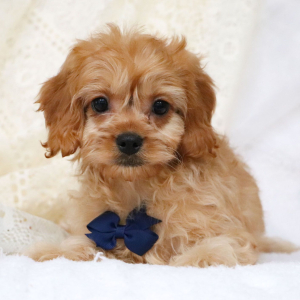 Cavapoo Puppy Knox