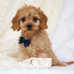Cavapoo Puppy Knox