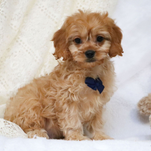 Cavapoo Puppy Knox